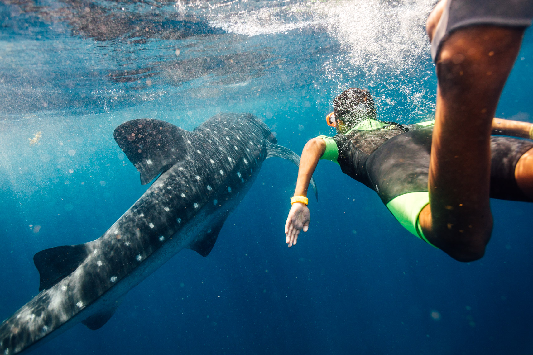 RCI_Cozumel_Whale_Sharks_Family_02_01638ComeSeek